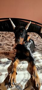 Продається чудовий хлопчик доберман!