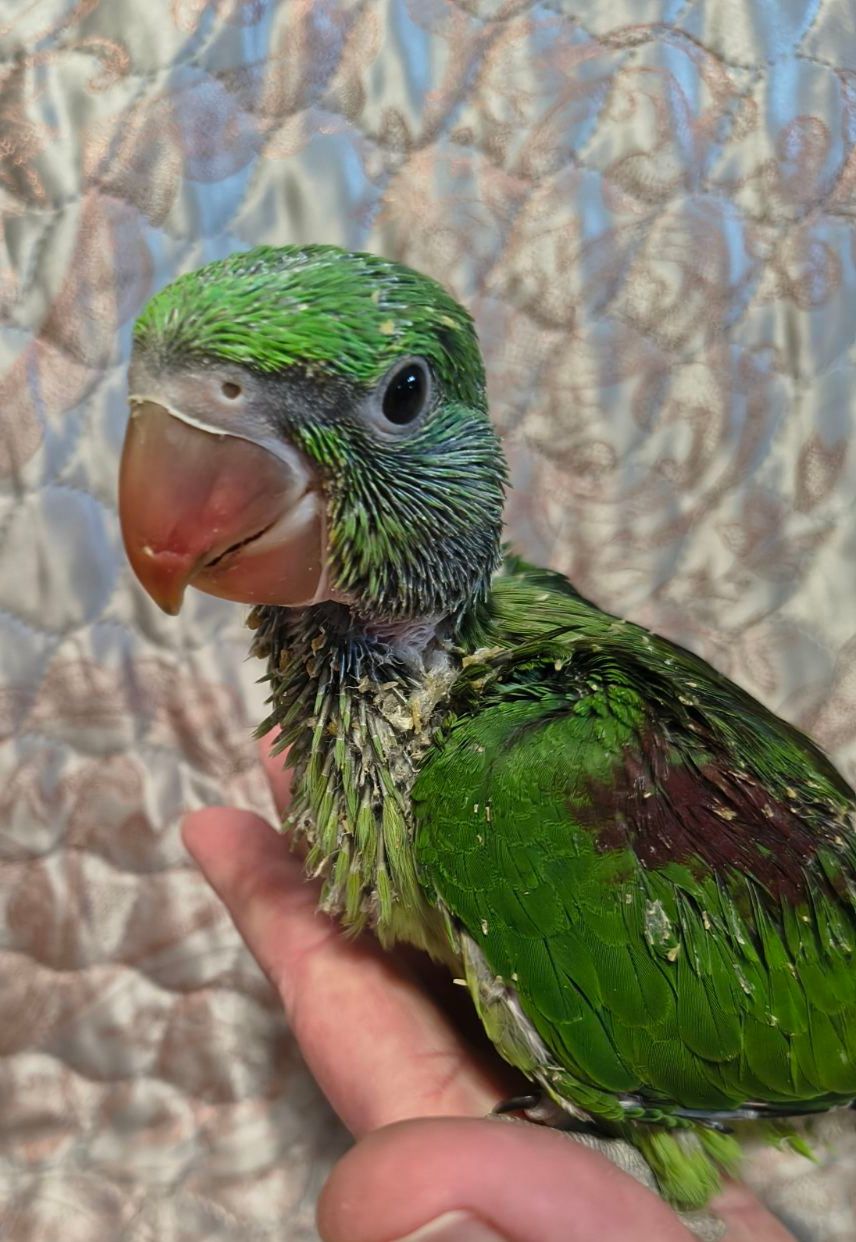 Малюки александрійських папуг