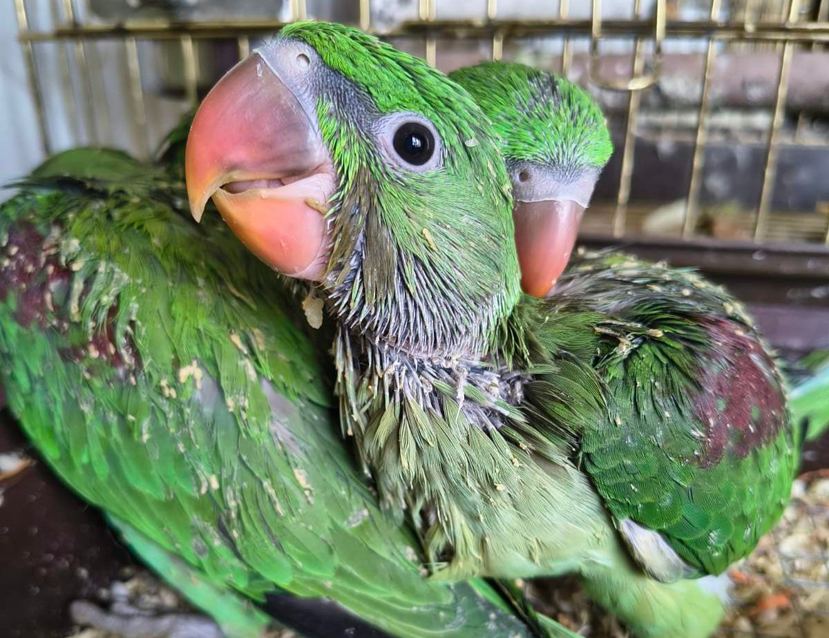 🦜 Продам малюків александрійського папуги