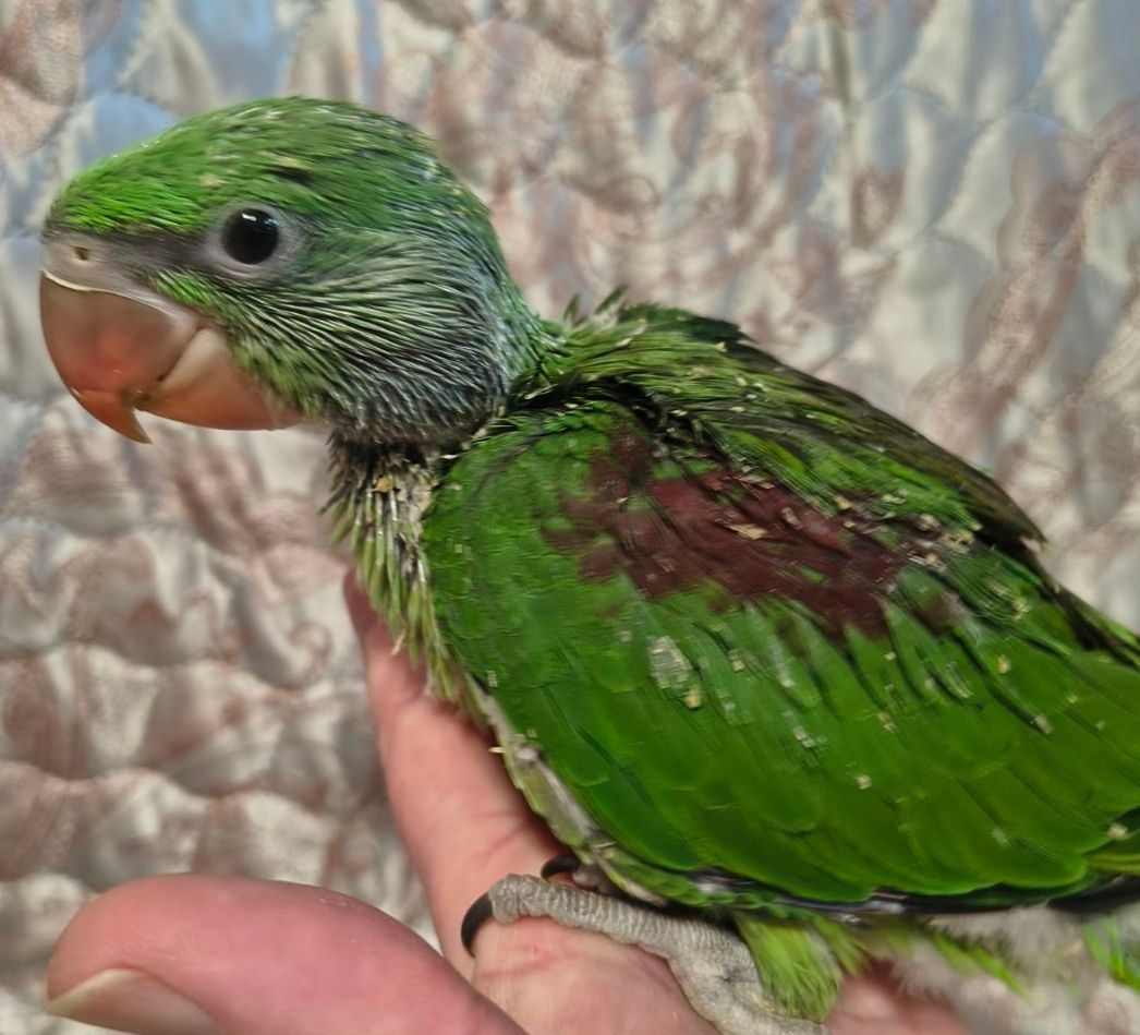 🦜 Продам малюків александрійського папуги