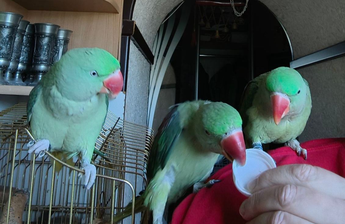 🦜 Продам малюків александрійського папуги