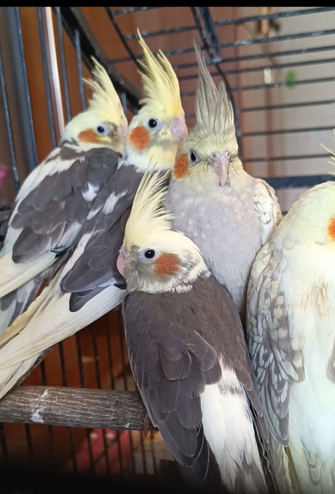 🐦 Продам ручних корел (молоді папужки)