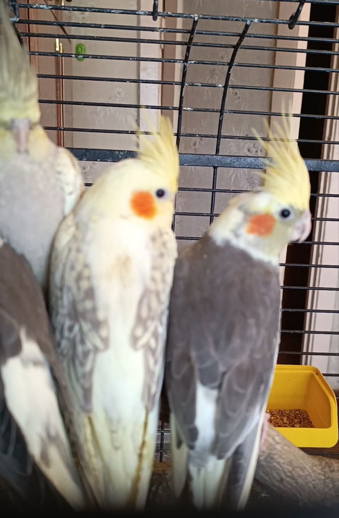 🐦 Продам ручних корел (молоді папужки)