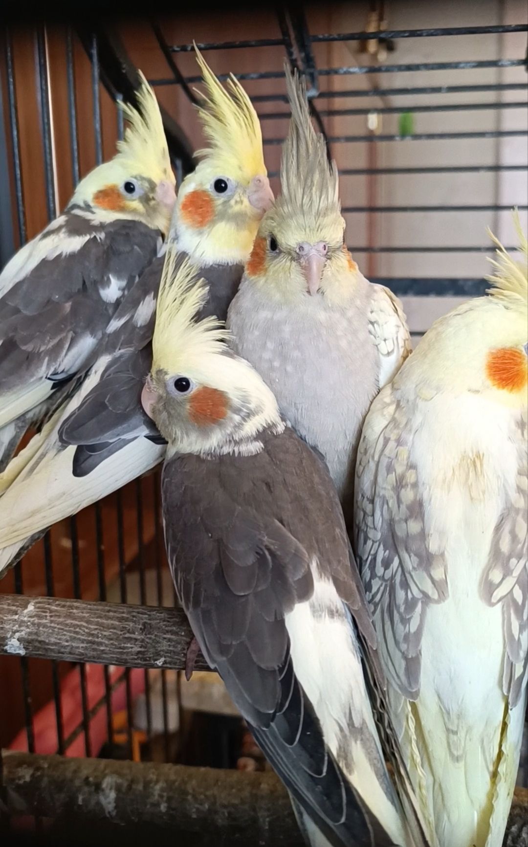 🐦 Продам ручних корел (молоді папужки)