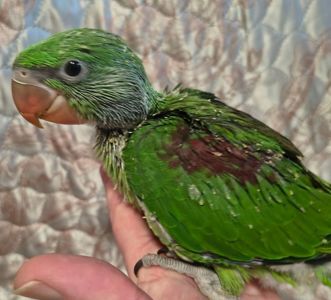 🦜 Продам малюків александрійського папуги