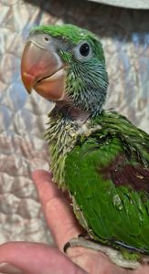 Малюки александрійських папуг