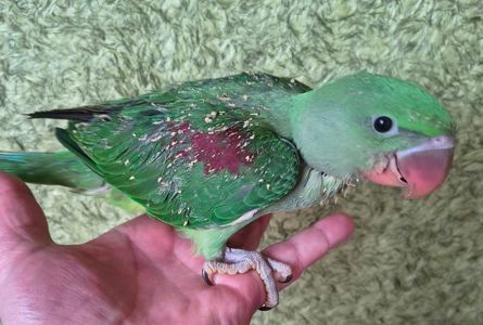 Малюки александрійських папуг