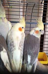 🐦 Продам ручних корел (молоді папужки)