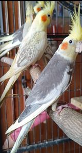 🐦 Продам ручних корел (молоді папужки)