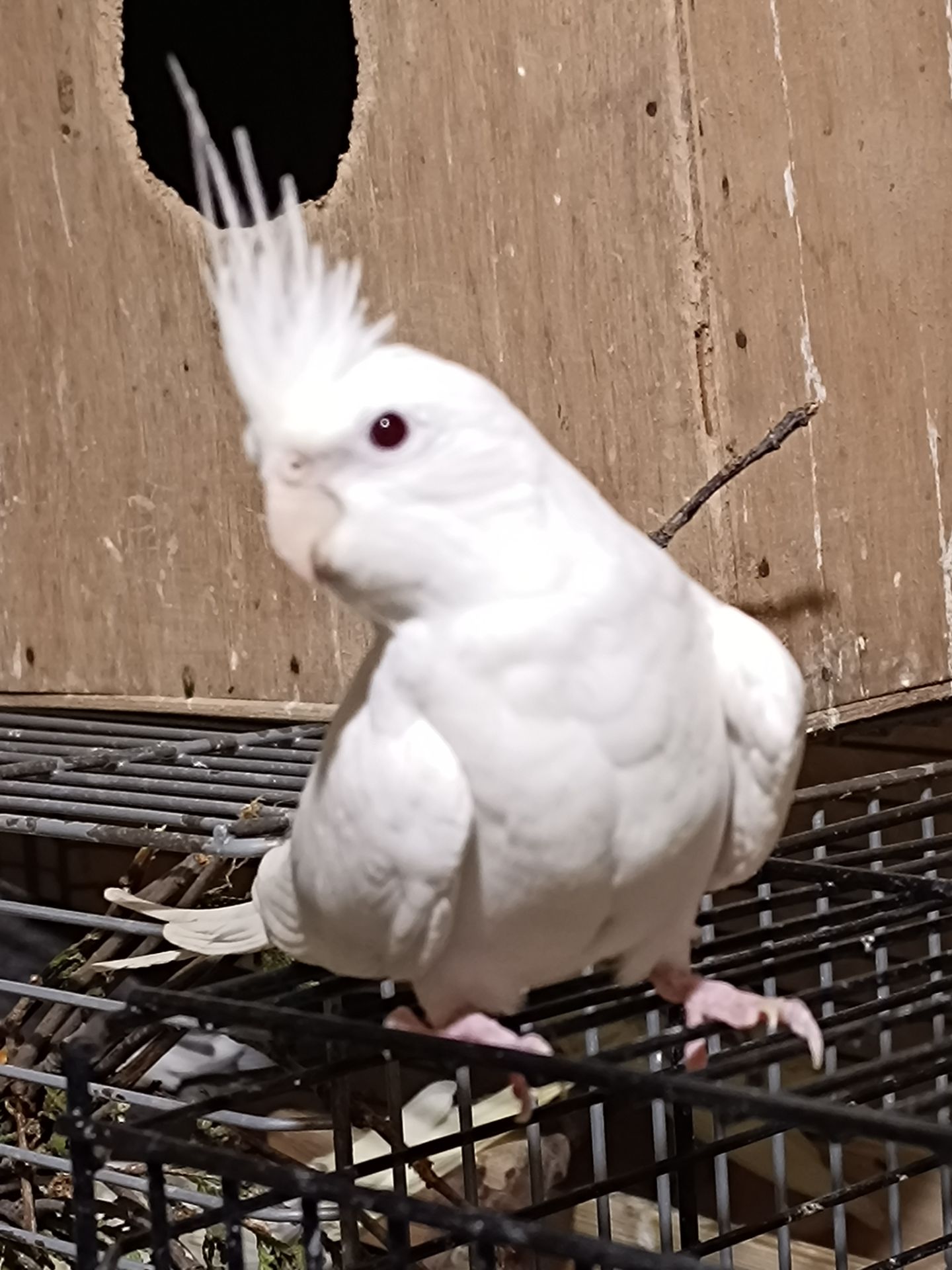 Ручні Корелли 🕊️