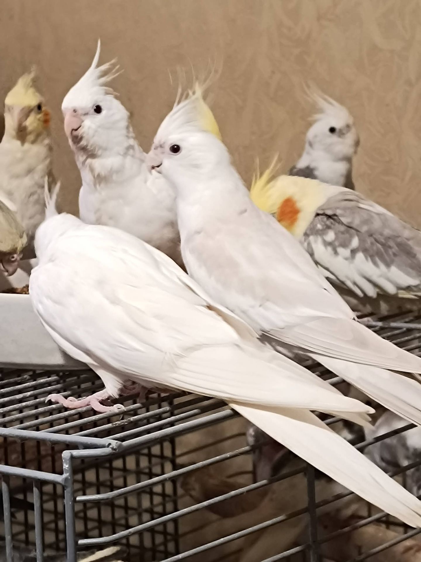 Ручні Корелли 🕊️