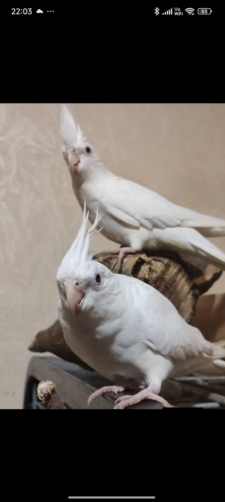 Ручні Корелли 🕊️