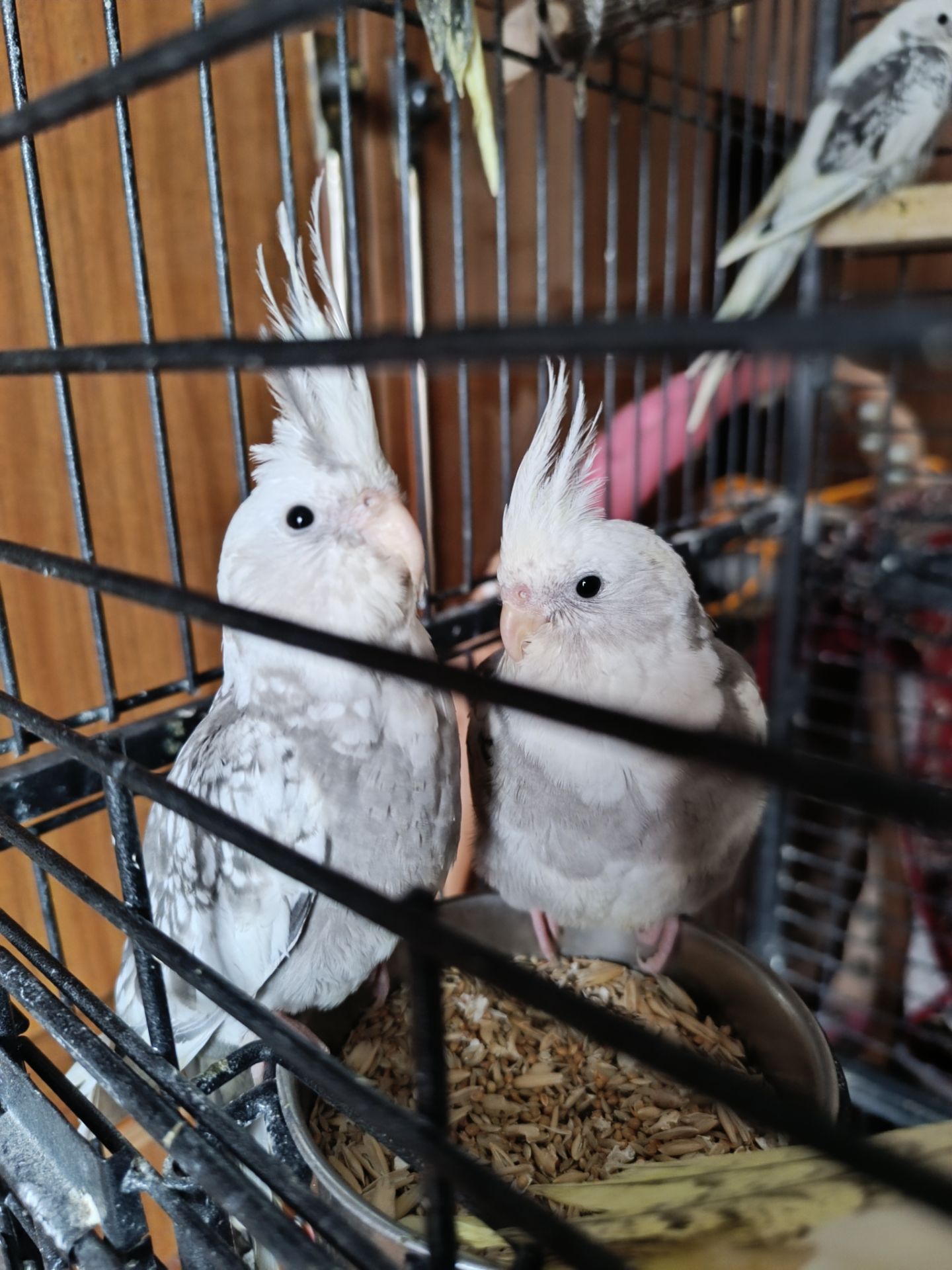 Ручні Корелли 🕊️