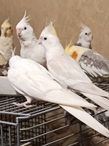 Ручні Корелли 🕊️