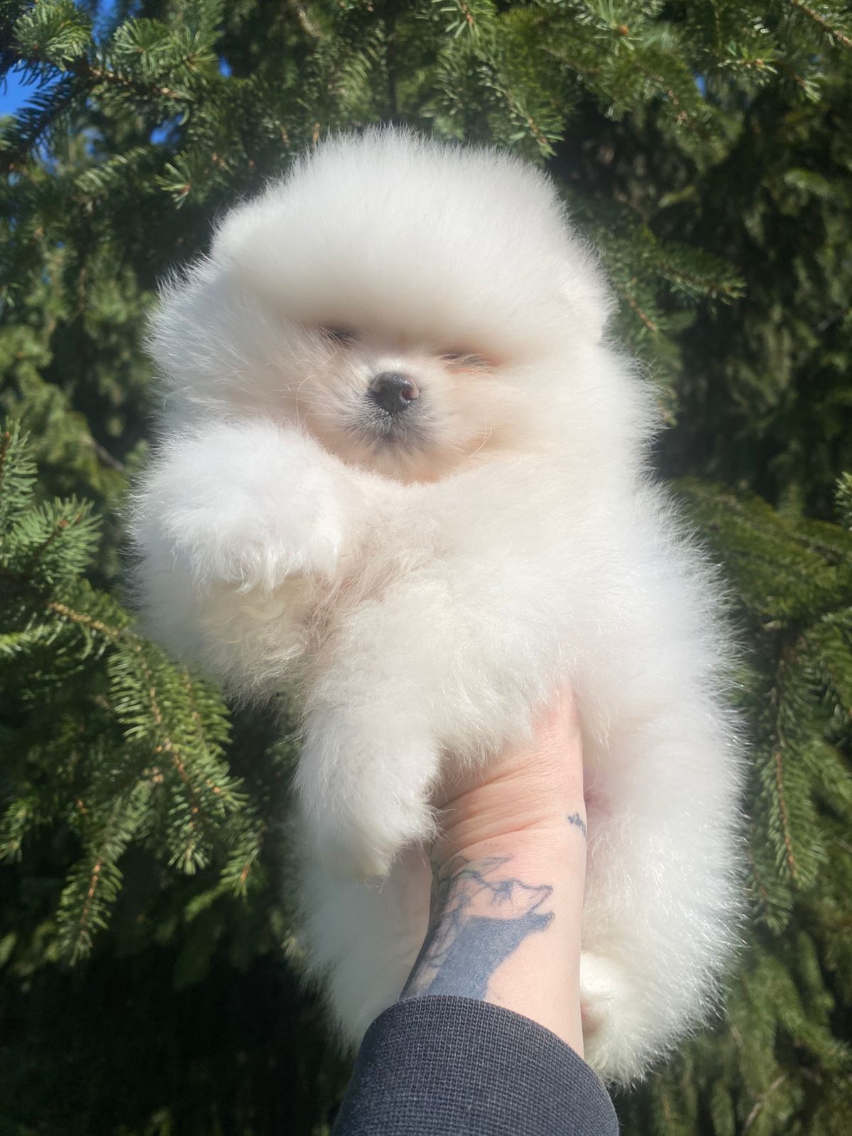 Померанский шпиц