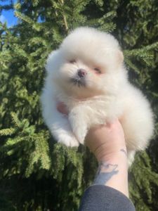 Померанский шпиц