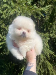 Померанский шпиц