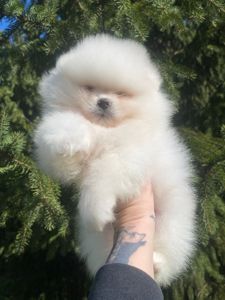 Померанский шпиц