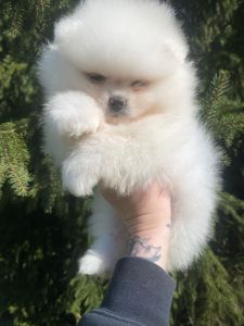 Померанский шпиц