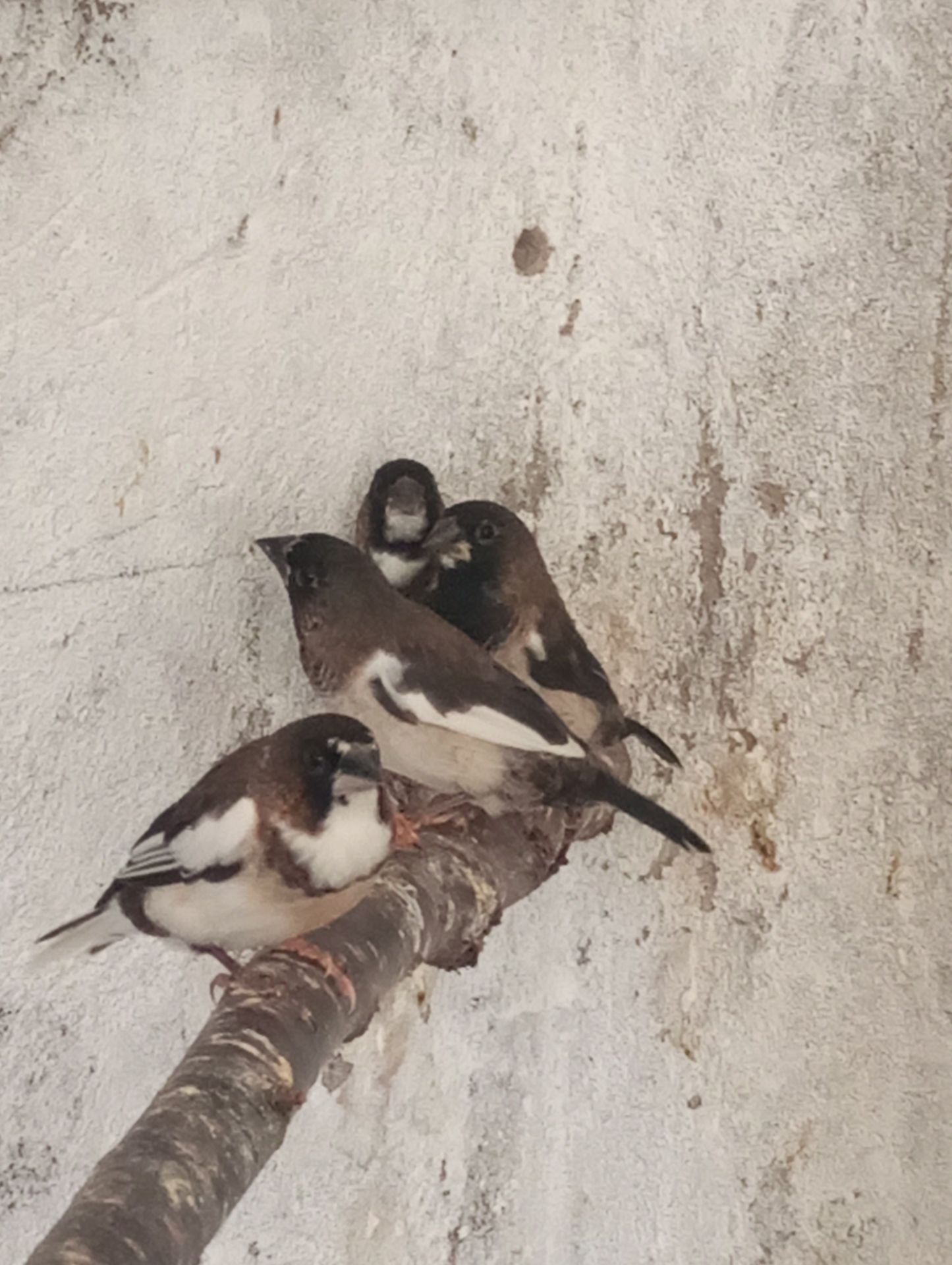 Японские амадины