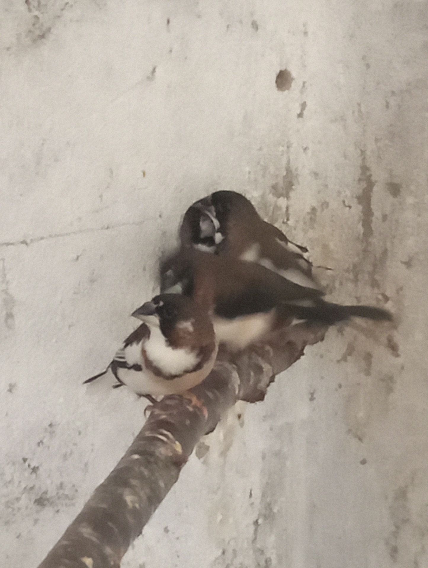 Японские амадины