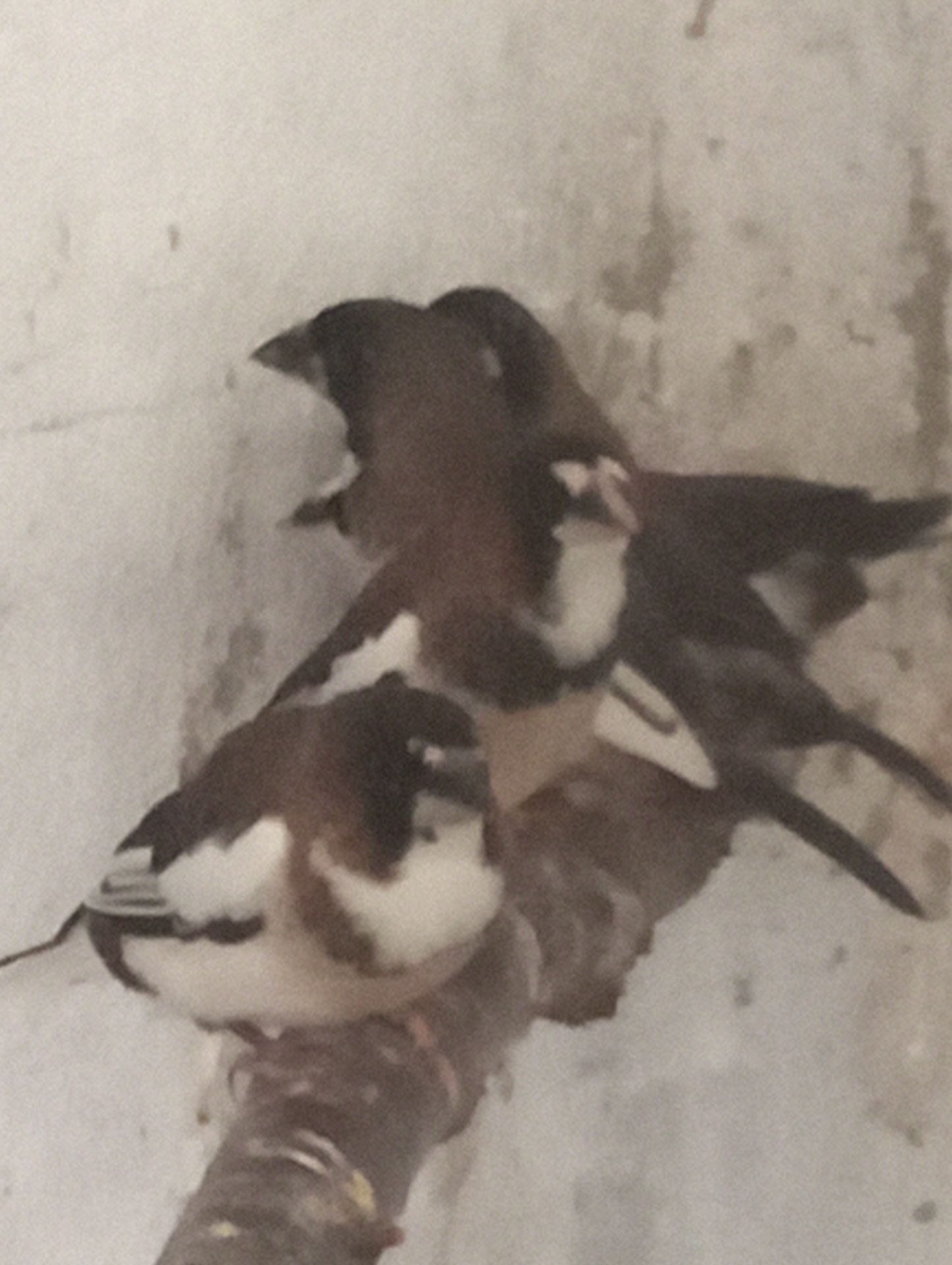 Японские амадины