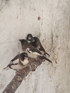 Японские амадины