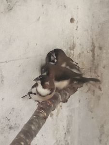 Японские амадины