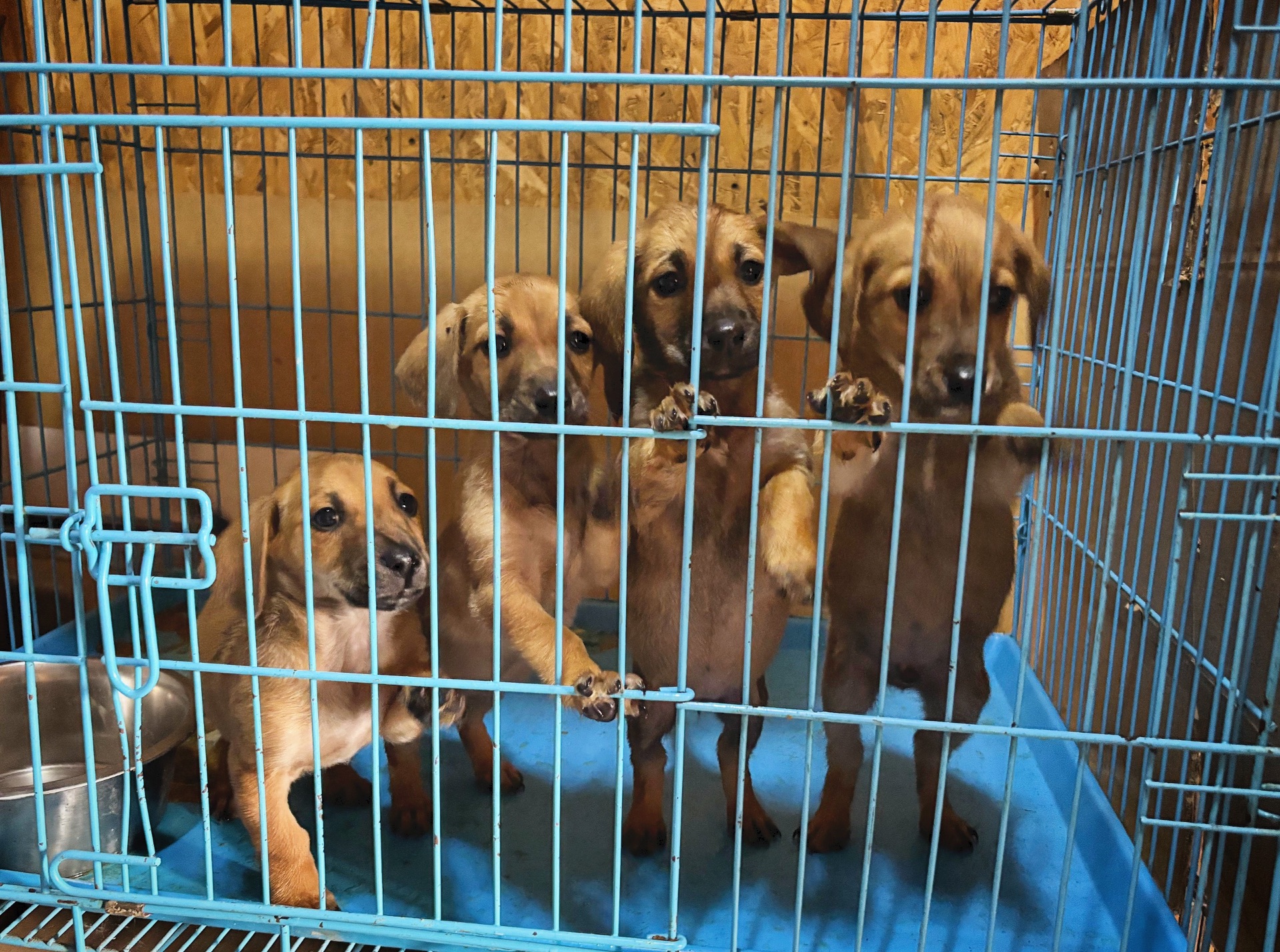 Цуценята з Донбасу в добрі руки!