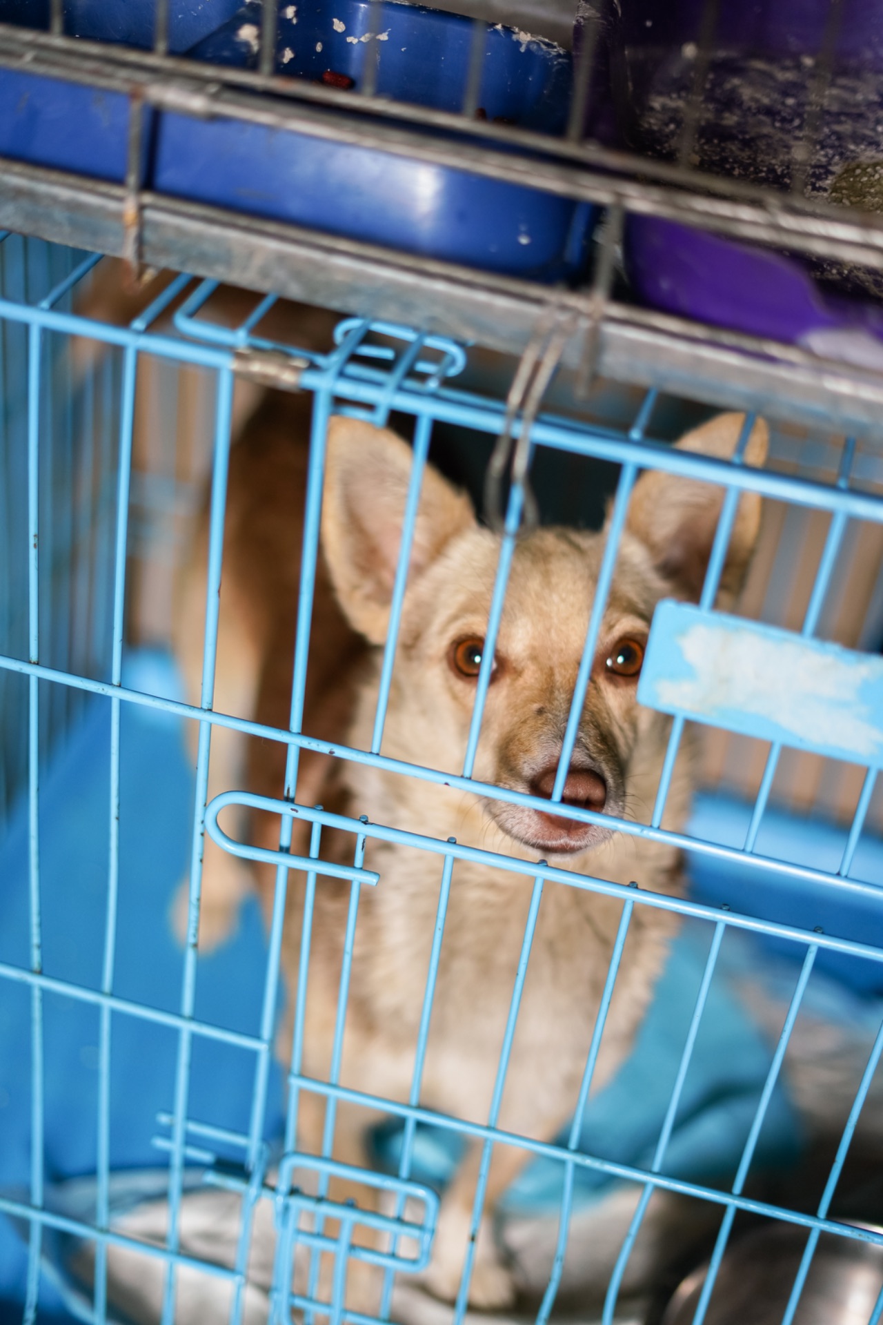 Невеличка собачка Клевер шукає люблячу і надійну родину!