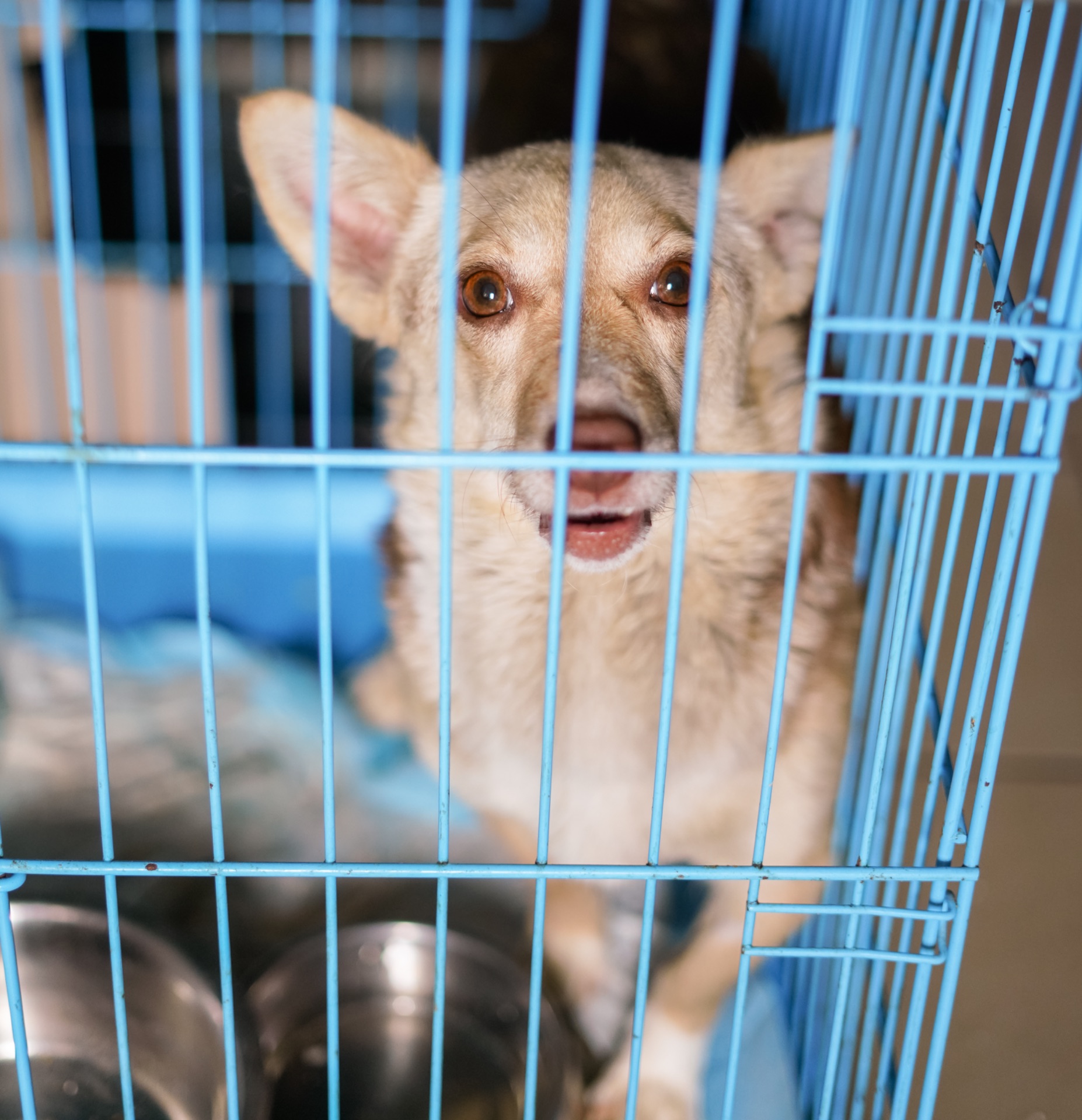 Невеличка собачка Клевер шукає люблячу і надійну родину!