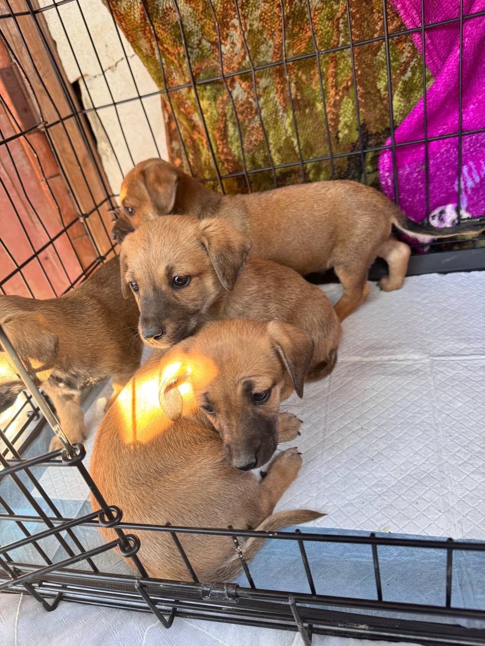 Цуценята з Донбасу в добрі руки!