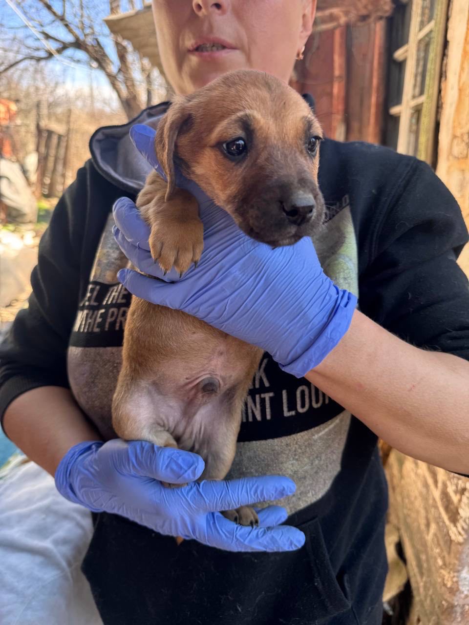 Цуценята з Донбасу в добрі руки!