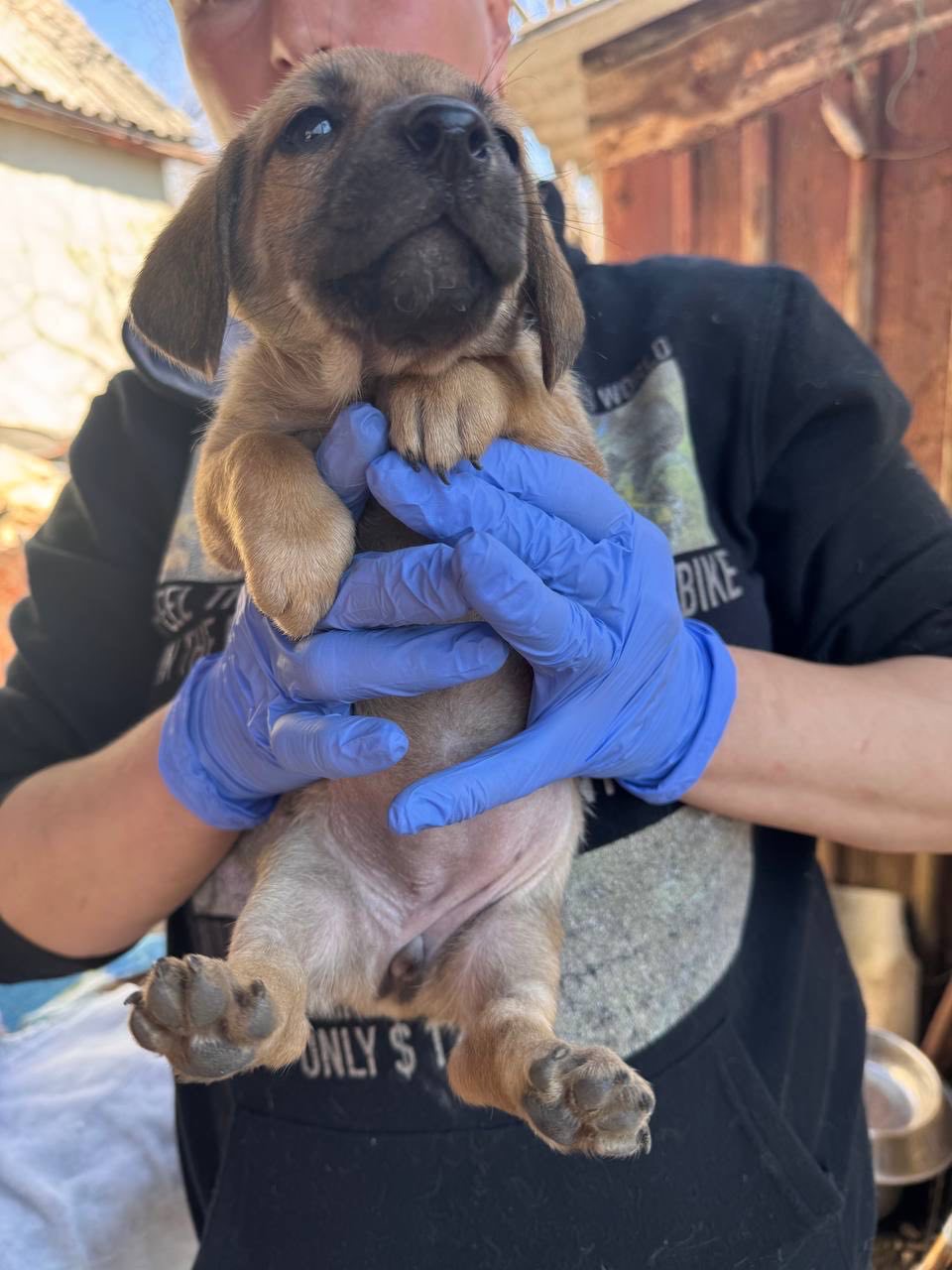 Цуценята з Донбасу в добрі руки!