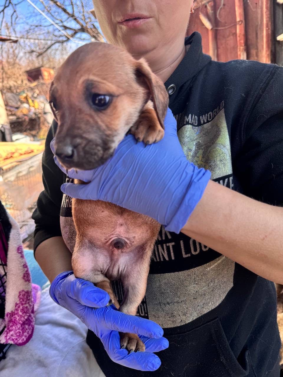 Цуценята з Донбасу в добрі руки!