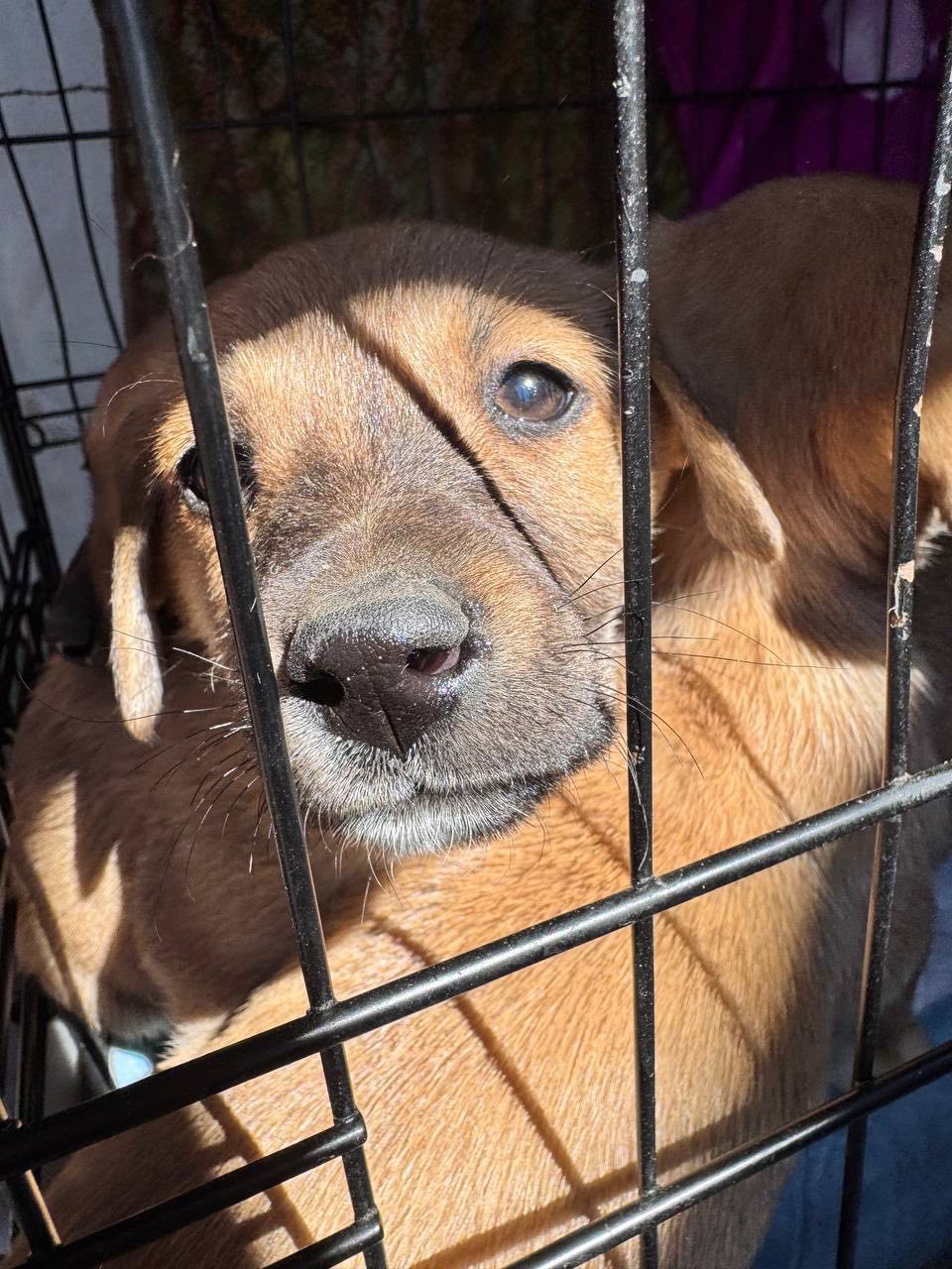 Цуценята з Донбасу в добрі руки!