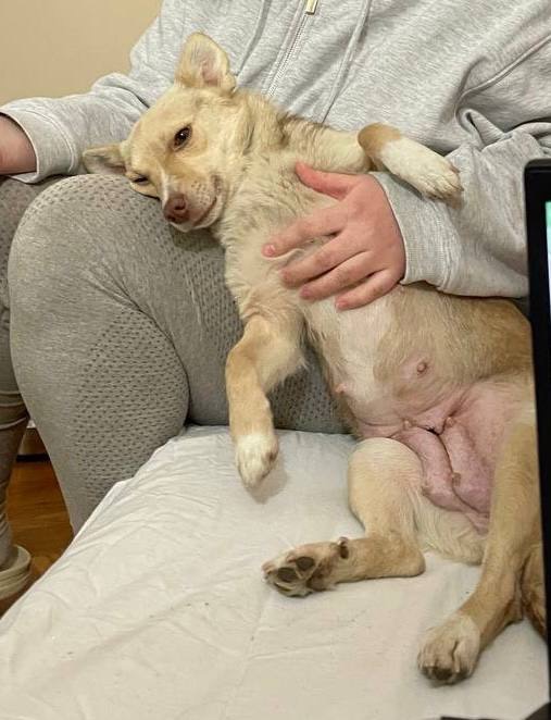 Невеличка собачка Клевер шукає люблячу і надійну родину!