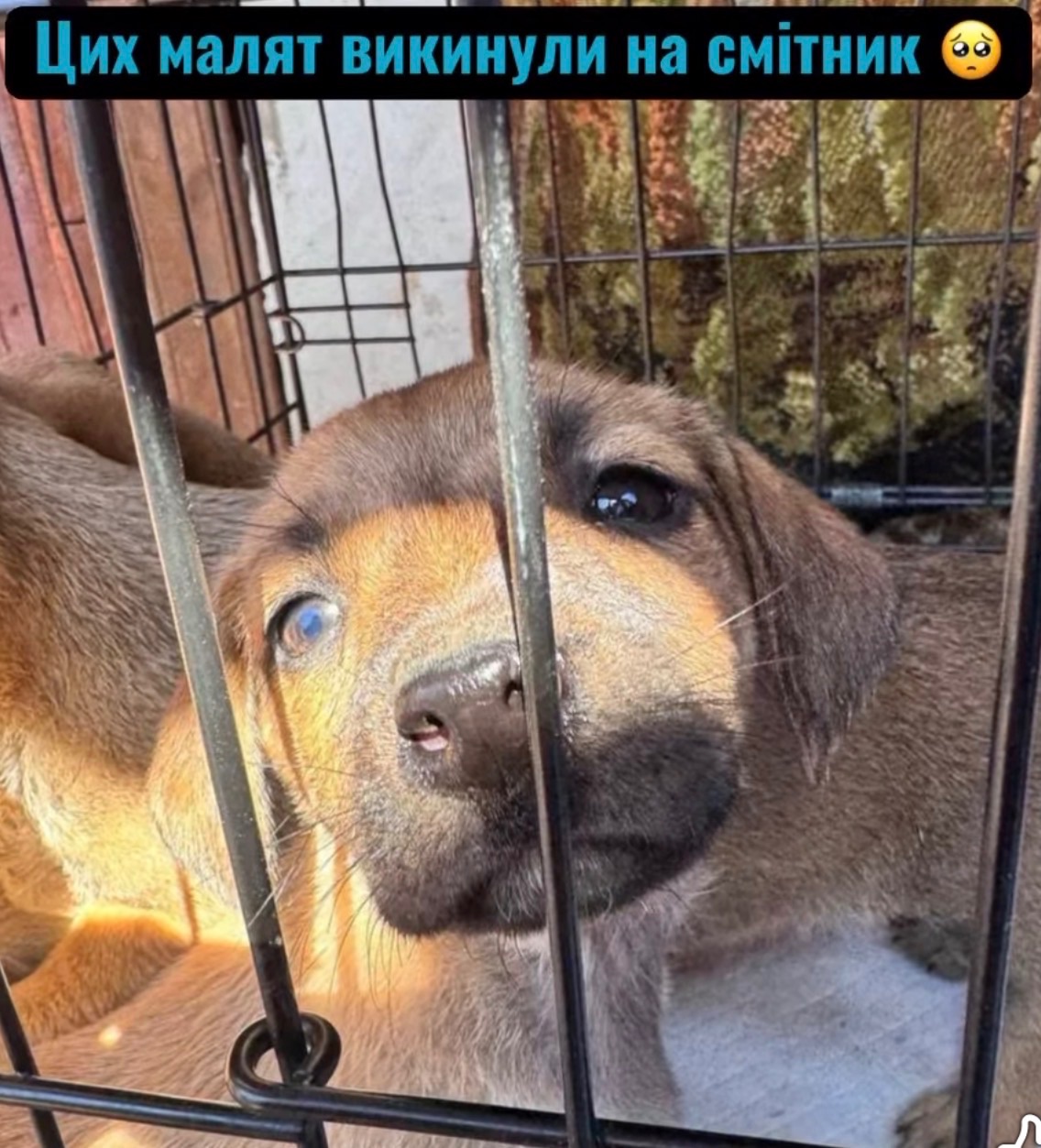 Цуценята з Донбасу в добрі руки!