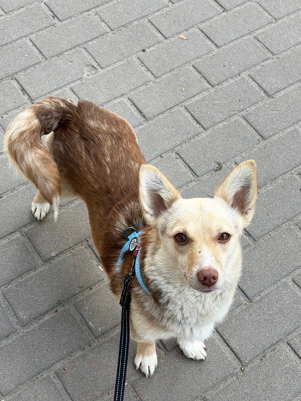 Невеличка собачка Клевер шукає люблячу і надійну родину!