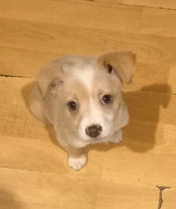 Цуценята від маленької мами!