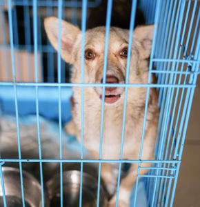 Невеличка собачка Клевер шукає люблячу і надійну родину!