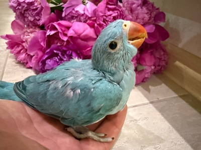 Ожереловий папуга