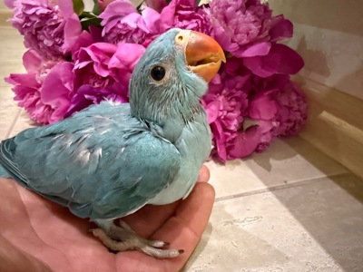 Ожереловий папуга