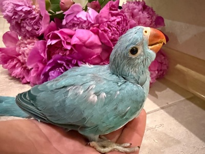 Ожереловий папуга