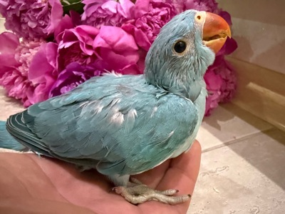 Ожереловий папуга