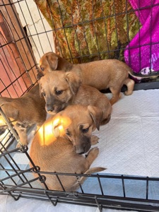 Цуценята з Донбасу в добрі руки!