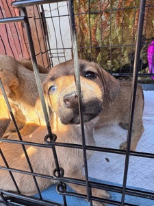 Цуценята з Донбасу в добрі руки!