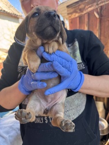 Цуценята з Донбасу в добрі руки!
