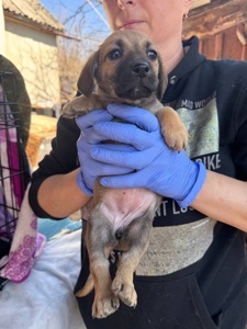 Цуценята з Донбасу в добрі руки!