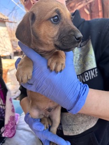 Цуценята з Донбасу в добрі руки!